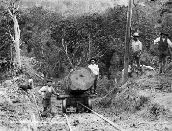Kauri logging, Taupaki Bush